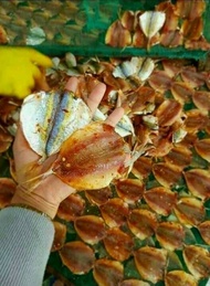 Cá chỉ vàng 2 nắng 500gr giao tphcm