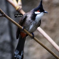 Promo BURUNG KUTILANG JAMBUL MALAYSIA Diskon