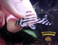 L46 Zebra pleco