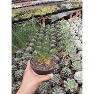 Euphorbia alopen
