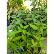 Bibit Tanaman Daun Kesum Laksa/Bibit bumbu dapur/herbs