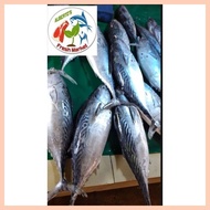 ◆ ◪ ♂ FRESH SEAFOODS FISH TULINGAN 1kg
