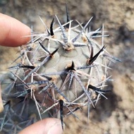 SG3341-水牛角刺習志野/種定穩根🔥多肉植物小盆栽禮物🔥