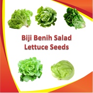 Biji Benih Salad / Lettuce Seeds ( Butterhead / Romaine / Italian / Iceberg / Rapid ) Seed