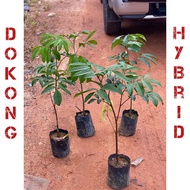 Pokok buah (Dokong) hybrid cepat berbuah thai