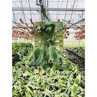 Platycerium Elephantotis x Wandae  big size for sell 19 Jan 26