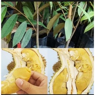 Anak Pokok Durian Musang King D197