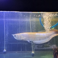Ikan Arwana Silver 50cm
