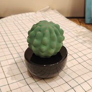 Frank Cactus 陶瓷香薰機