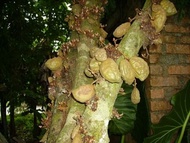 MDC- [ Buah ] ANAK POKOK Nam-nam / Cynometra cauliflora sapling / Pokok buah katak puru