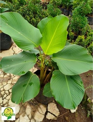 Calathea Lutea with FREE plastic pot, pebbles and garden soil (5 STOCKS ONLY)