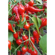 Benih Baru Biji Benih Cili BIQUINHO CHUPENTIHO RED Pepper Chili Seed - 5 Seed