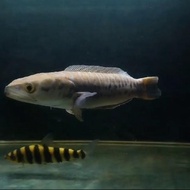 ikan toman xanthic 45cm