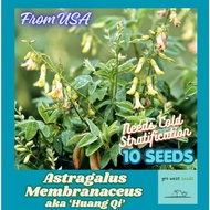 Rare Seed - Astragalus Membranaceus aka 'Huang Qi'