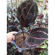 Available Live plants for sale (Calathea Dottie) RVBJ