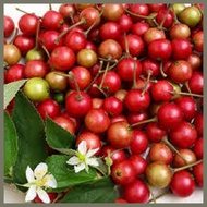 ❖ ● ☑ KERSON-FRUIT (ARATILIS) SEED`S FAST & AGGRESSIVE GROWING PLANT
