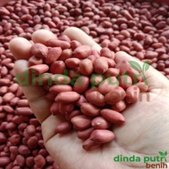 Termurah Benih Kacang Tanah Hibrida Kulit Merah super jumbo isi