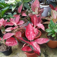 Aglaonema Suksom 2 #Gratisongkir #Sale #Discount