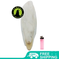 SEMPATI Tulang Sotong Ukuran Jumbo Defect Cangkang Tulang Cumi Asinan Tulang Sotong Untuk Burung Ken