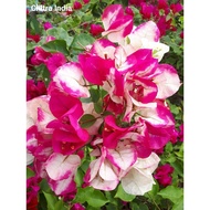 COD ☫☞Rare Rooted Bougainvillea Chitra India