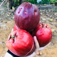 Anak Pokok Jambu Bol / Jambu Kayu