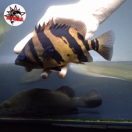 Datz borneo 3 bar / tiger datz 3 bar / ikan hias predator / tiger datz fish