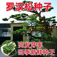 Potted plants【易活/四季】新采罗汉松树种子雀舌罗汉松大叶小叶红芽台湾日本珍珠罗汉松种子
