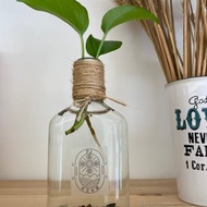 水耕黃金葛 玻璃瓶 京王本舖