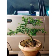 vietnamese bluebell bonsai