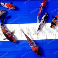 IKAN KOI SHOWA GINRIN SIZE 20CM ANAKAN IMPORT SUPER