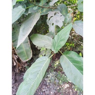 Coriander leaves, wild figs 1kg