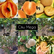ANAK POKOK CIKU MEGA