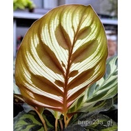 Seeds 【COD】10pcs Rare Calathea Seeds Air Freshening Plants Seeds #SW7 Lavender