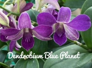 Anggrek Dendrobium (Dendrobium orchid)