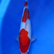 Ikan Koi Import Jepang Super Kohaku Farm Sakai 35Cm