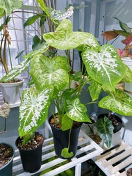 彩葉芋