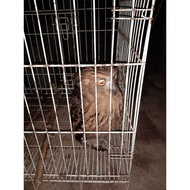 burung hantu tk tido