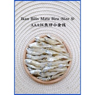 MATA [Pangbor] Eyed Anchovy Small Goldbiru Grade AAA