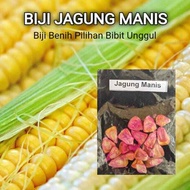 Benih Jagung Manis Biji Unggulan Super Sayur Hijau Muda Cepat Tumbuh Dan Berbuah Lebat Paling Bagus