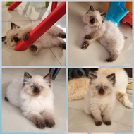 kucing persian himalayan seal point