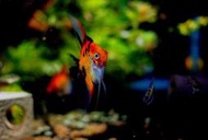 蘇氏水族模型、紅魔鬼神仙魚3-4公分*單隻