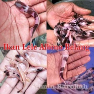 lele albino belang - ikan lele hias albino - lele belang hias
