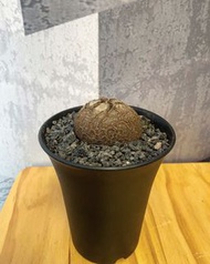 南非龜甲龍 約6cm