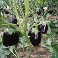 现货紫扇茄种子面包茄子茄子紫扇茄子小胖手扇茄子种子purple fan eggplant seed bread eggplant eggplant purple fan eggplant2026031