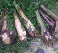 Benih Anak Pokok Pisang Emas (dikorek Dari pokok induk)