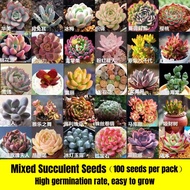 [Easy To Grow In Singapore] Mixed 100pcs Succulent Seeds Bonsai Seeds for Planting 多肉植物 Succulent Plants for Radiation