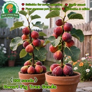 200pcs High Yield Bonsai Fig Tree Seeds for Planting Tropical Ficus Carica Seed Fruit Plants Fig Fru