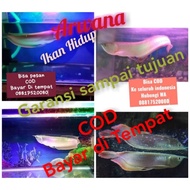 ikan arwana silver red ukuran 40 cm - 45 cm Berkualitas