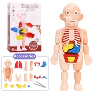 Anatomy Human Body Model 3D Organ Anatomical Assembly Model Childrens Toy Human Body Anatomy Organs