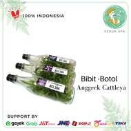 Bibit Botol Seedling Anggrek Cattleya Seedling Anggrek Cattleya Murah